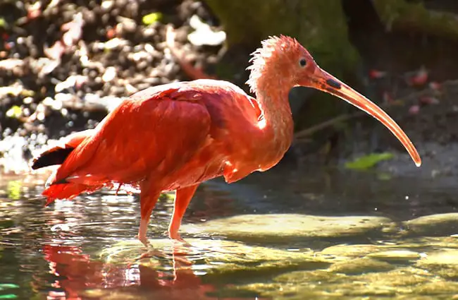 Scarlet Ibis wading in shallow waters