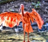 Scarlet Ibis Taking A Bath