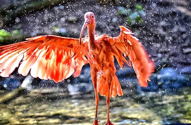Scarlet Ibis taking a bath