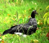Horned Screamer Photo By: Félix Uribe Https://Creativecommons.org/Licenses/By-Sa/2.0/