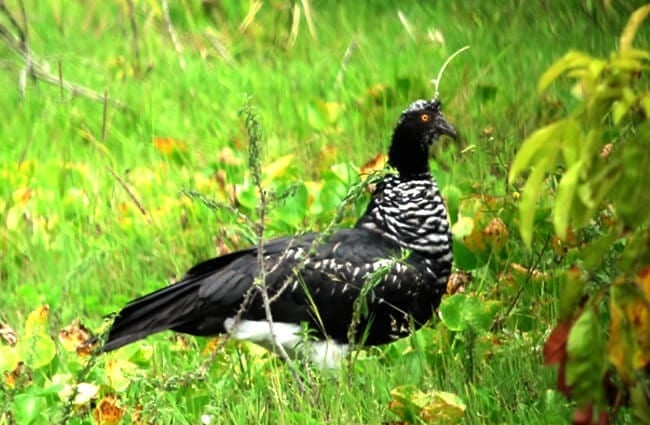 Horned Screamer Photo by: Félix Uribe https://creativecommons.org/licenses/by-sa/2.0/