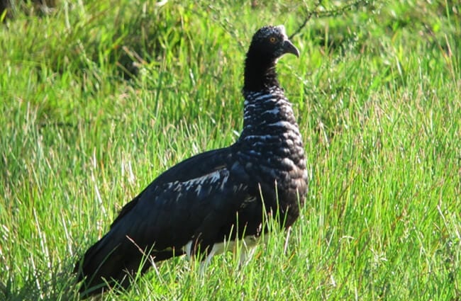 Horned Screamer Photo by: Félix Uribe https://creativecommons.org/licenses/by-sa/2.0/