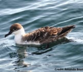 Great Shearwater At The Nantucket National Wildlife Refuge Photo By: Amanda Boyd/U.s. Fish And Wildlife Service Northeast Region, Pubic Domain