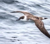 Great Shearwater At Bar Harbor Whale Watch Pelagic - Gulf Of Maine Photo By: Fyn Kynd Https://Creativecommons.org/Licenses/By/2.0/