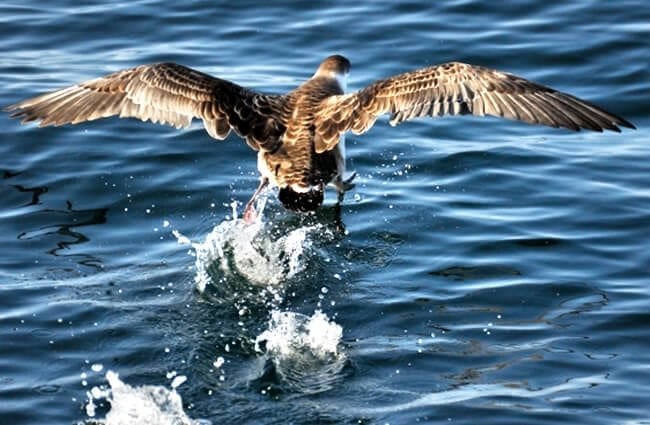 Great Shearwater landing on the water Photo by: Marco Fumasoni https://creativecommons.org/licenses/by/2.0/