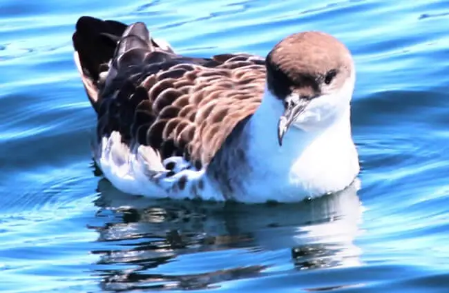 Closeup of a Great Shearwater on calm waters Photo by: Gary Leavens https://creativecommons.org/licenses/by/2.0/