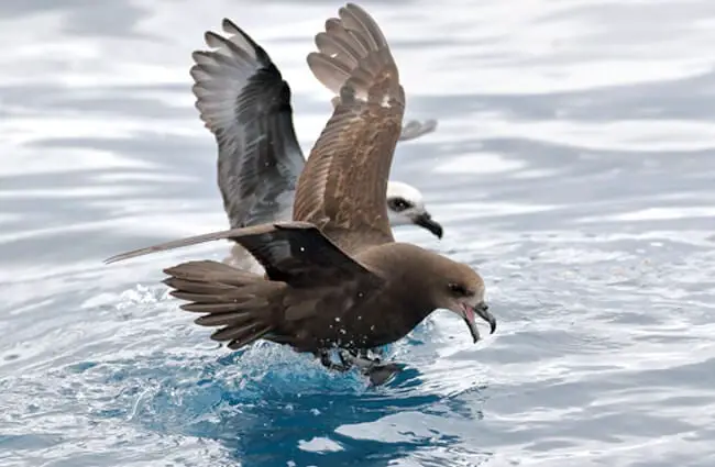 Shearwater species Grey-faced Petrel and White-headed Petrel Photo by: Ed Dunens https://creativecommons.org/licenses/by/2.0/