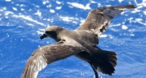 Shearwater species - Shearwater species Grey-faced PetrelPhoto by: Ed Dunenshttps://creativecommons.org/licenses/by/2.0/