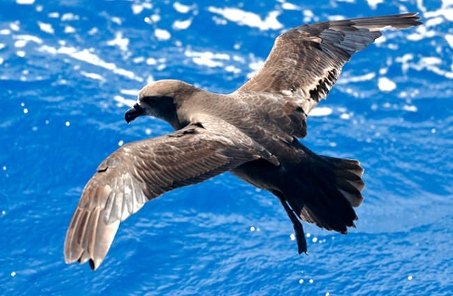 Shearwater species - Shearwater species Grey-faced PetrelPhoto by: Ed Dunenshttps://creativecommons.org/licenses/by/2.0/