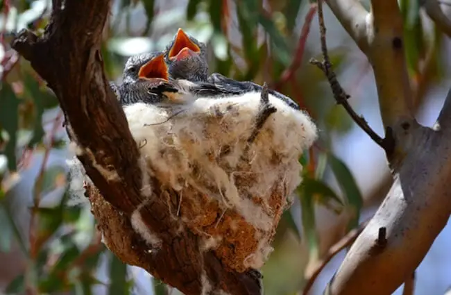 Наземная кукушка Гнездо сорокопута, полное голодных птенцов Фото: Laurie Boyle https://creativecommons.org/licenses/by-sa/2.0/