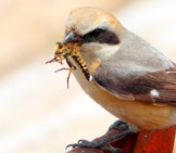 Shrike Bringing A Meal Home To His Chicksphoto By: Coniferconiferhttps://Creativecommons.org/Licenses/By-Sa/2.0/