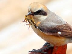 Shrike bringing a meal home to his chicksPhoto by: coniferconiferhttps://creativecommons.org/licenses/by-sa/2.0/
