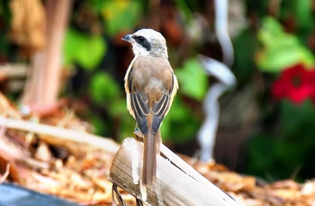 Rear view of a pretty little Shrike Photo by: Vinson Tan https://pixabay.com/photos/young-adult-brown-shrike-bird-4109797/
