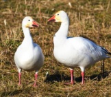 A Pair Of Snow Geese During Migrationphoto By: (C) Devon Www.fotosearch.com