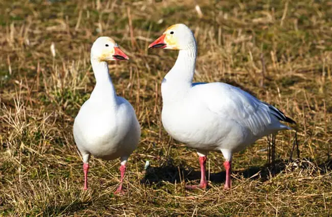 Пара белых гусей во время миграции. Фото: (c) Devon www.fotosearch.com