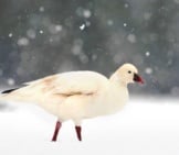 Snow Goose In A Snow Stormphoto By: (C) Mikelane45 Www.fotosearch.com