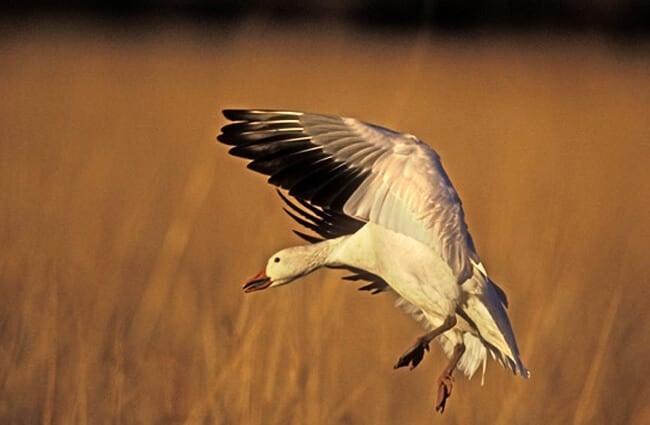 Snow Goose coming in for a landingPhoto by: (c) mikelane45 www.fotosearch.com
