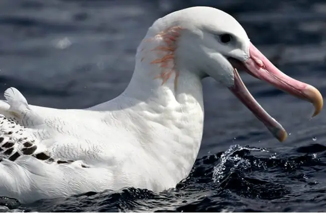 Странствующий альбатрос в Порт-Фейри-Пелагик, Виктория. Фото: Эд Даненс https://creativecommons.org/licenses/by/2.0/