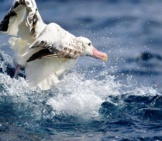 Wandering Albatross Taking Off From The Waterphoto By: Ed Dunenshttps://Creativecommons.org/Licenses/By/2.0/