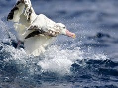 Wandering Albatross taking off from the waterPhoto by: Ed Dunenshttps://creativecommons.org/licenses/by/2.0/