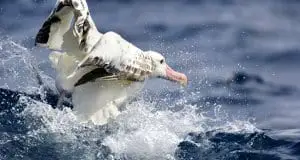 Wandering Albatross taking off from the waterPhoto by: Ed Dunenshttps://creativecommons.org/licenses/by/2.0/