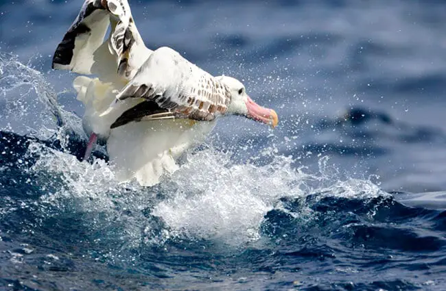 Wandering Albatross - Description, Habitat, Diet, And Interesting Facts