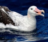 Closeup Of A Wandering Albatross Photo By: Ed Dunens Https://Creativecommons.org/Licenses/By/2.0/