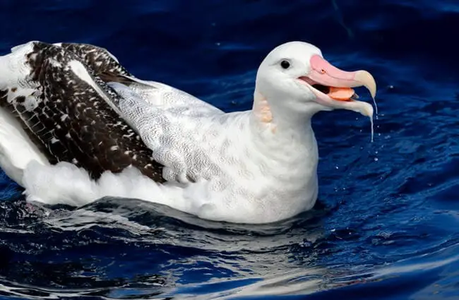 Closeup of a Wandering Albatross Photo by: Ed Dunens https://creativecommons.org/licenses/by/2.0/