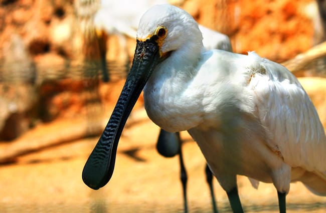 Black-Faced Spoonbill Photo by: Musthaq Nazeer https://pixabay.com/photos/african-spoonbill-spoonbill-bird-250674/