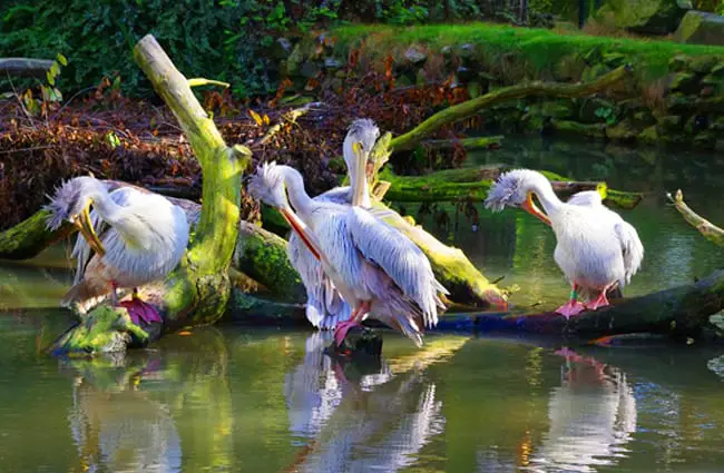 The local Spoonbill bathing hangout 