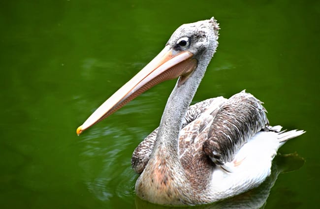 Spoonbill on calm, green waters of a pondPhoto by: Binbin Wanghttps://pixabay.com/photos/spoonbill-green-water-2484451/