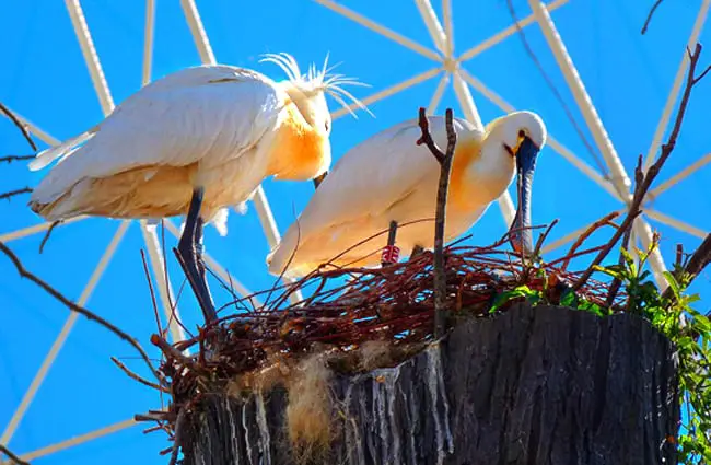 Eurasian Spoonbills building their nest Photo by: Jacqueline Macou https://pixabay.com/photos/birds-spatula-eurasian-spoonbill-1485791/