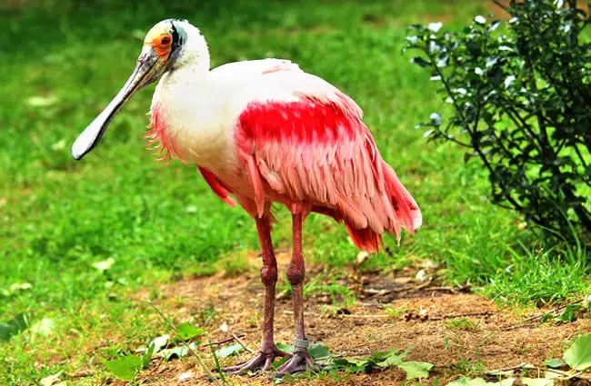 Beautiful Roseate Spoonbill Photo by: Lolame https://pixabay.com/photos/roseate-spoonbill-bird-l%C3%B6ffler-3970689/