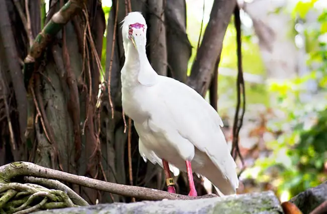 Spoonbill posing for a portrait in the wetlands Photo by: Gail Nelson https://pixabay.com/photos/spoonbill-stork-bird-white-3487591/