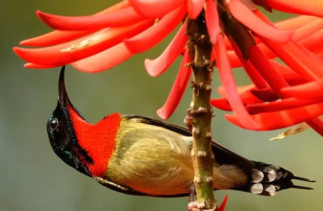 Fork-tailed Sunbird drinking nectar Photo by: andy li https://creativecommons.org/licenses/by-nd/2.0/ 