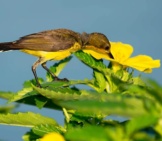 Female Olive Backed Sunbird Photo By: Brian Evans Https://Creativecommons.org/Licenses/By-Nd/2.0/