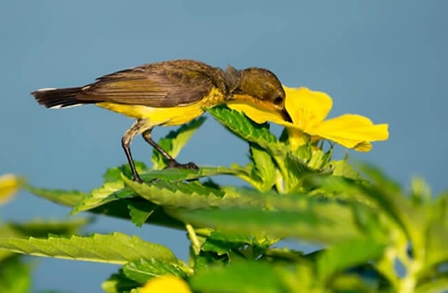 Female Olive Backed Sunbird Photo by: Brian Evans https://creativecommons.org/licenses/by-nd/2.0/