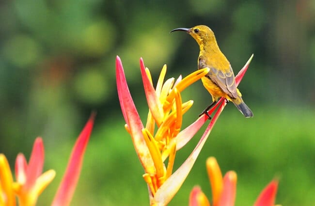 Portrait of a Sunbird Photo by: Vinson Tan, Public Domain https://pixabay.com/photos/nature-flower-outdoors-bird-flora-3184387/