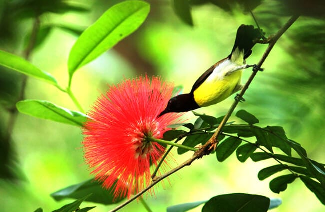 sunbird food