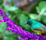 Collared Sunbird On A Beautiful Lavender Flower Photo By: Brian Ralphs Https://Creativecommons.org/Licenses/By-Nd/2.0/