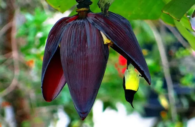 Пурпурная нектарница в цветке банана. Фото: Bishnu Sarangi, Public Domain https://pixabay.com/photos/banana-flower-sunbird-402316/