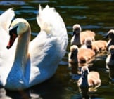Mother Swan And Her Babies (Cygnets)