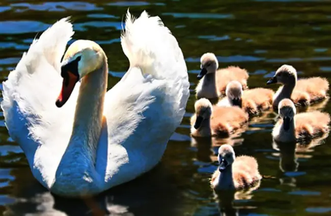 Mother Swan and her babies (cygnets)