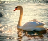 Portrait Of A Beautiful Swan