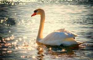 Portrait of a beautiful Swan