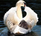 Mother Swan With Cygnet Tucked Safely Away