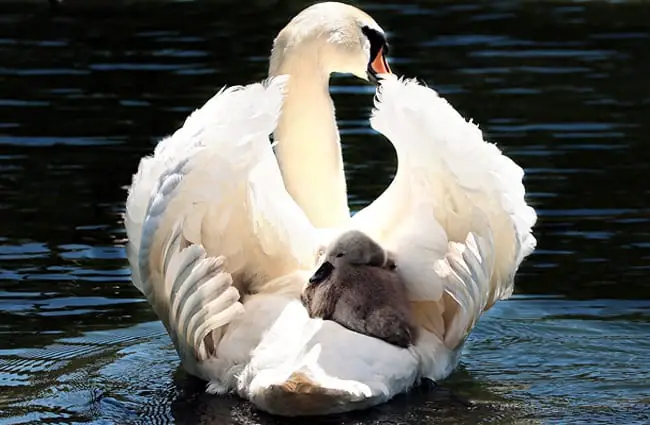 Mother Swan with cygnet tucked safely away