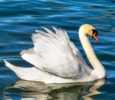 Graceful Swan In Profile