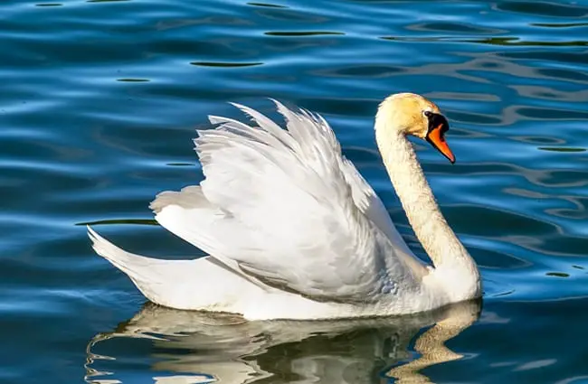Graceful Swan in profile