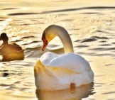 Stunning Photo Of A Pair Of Swans On The Sunset Lake